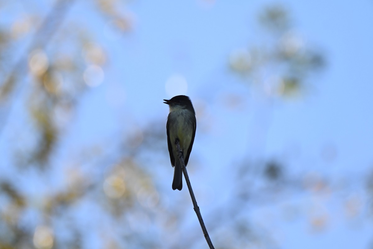 Светлобрюхий фиби - ML644656439