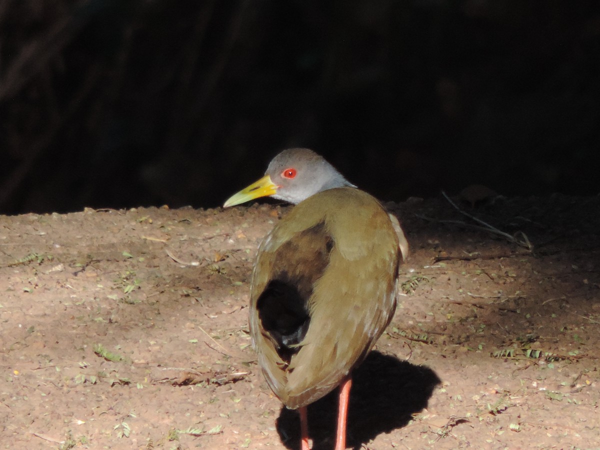 Gray-cowled Wood-Rail - ML644656443