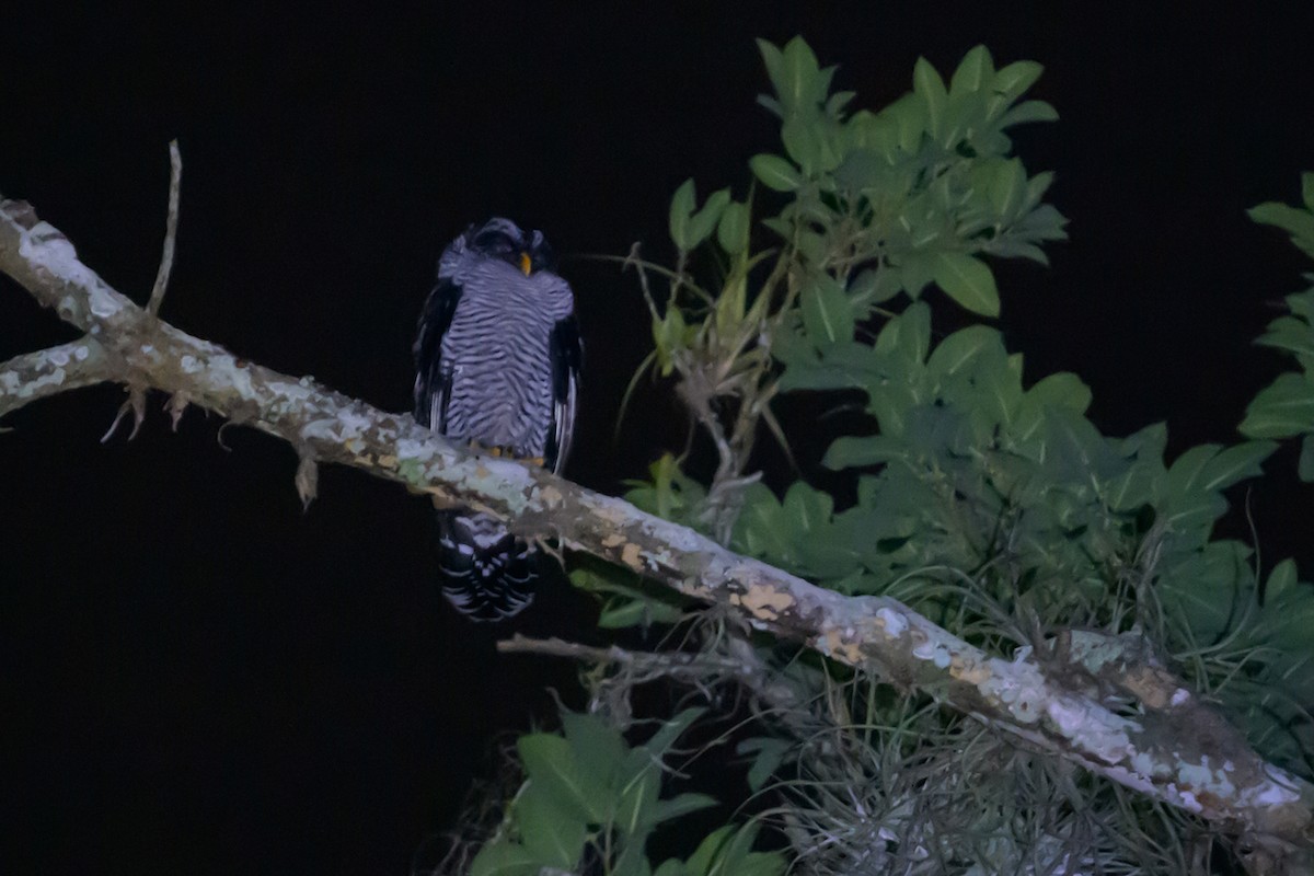 シロクロヒナフクロウ - ML644656444