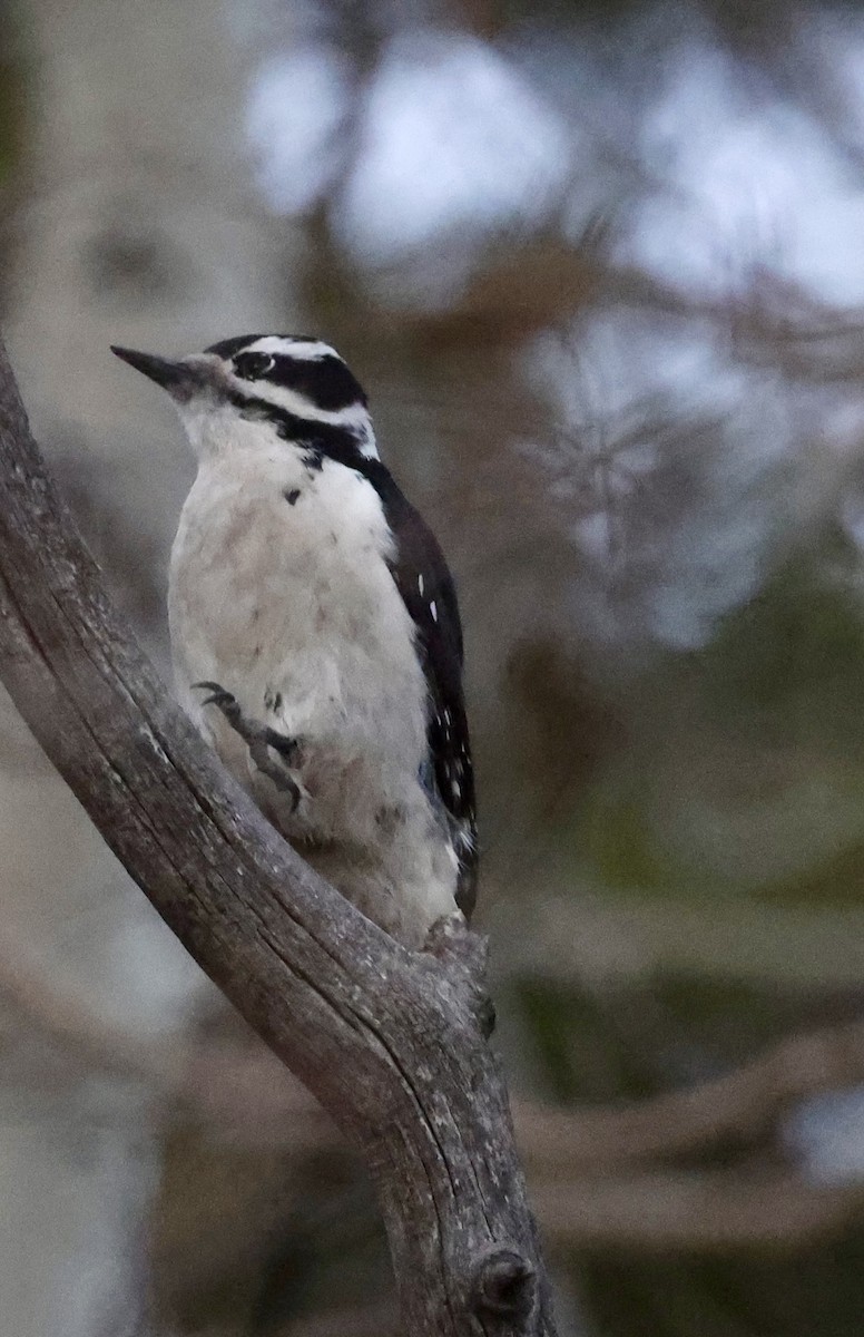 Пушистый дятел - ML644656466