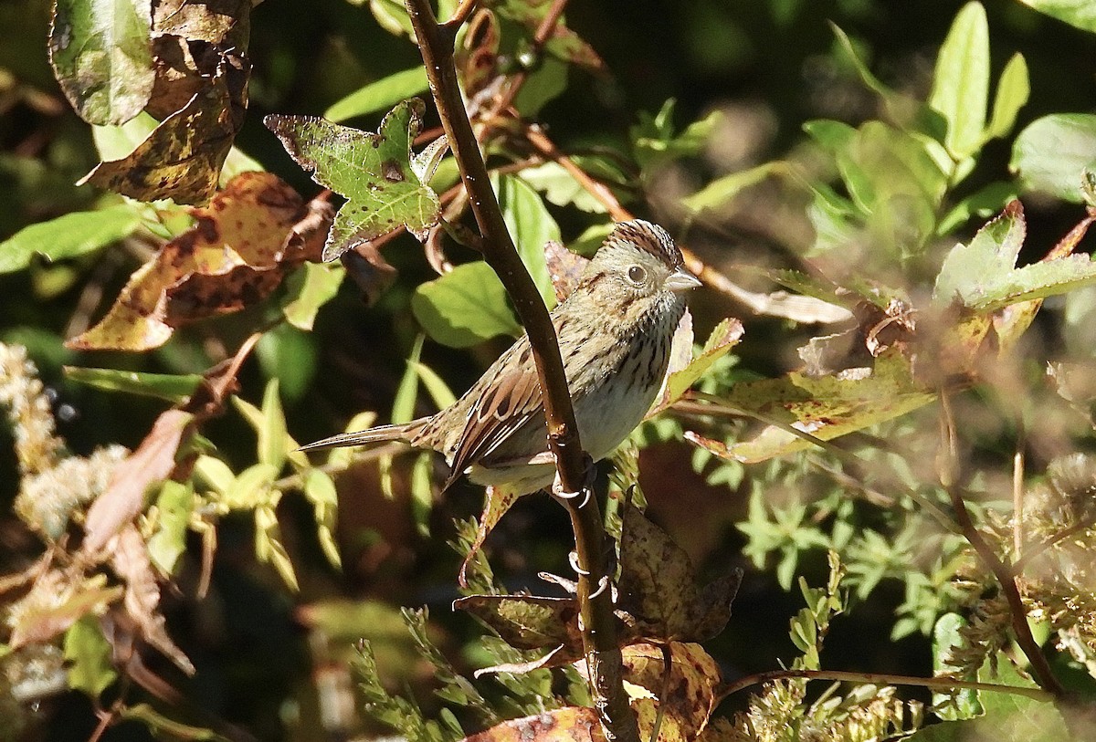 Еловая овсянка - ML644656467