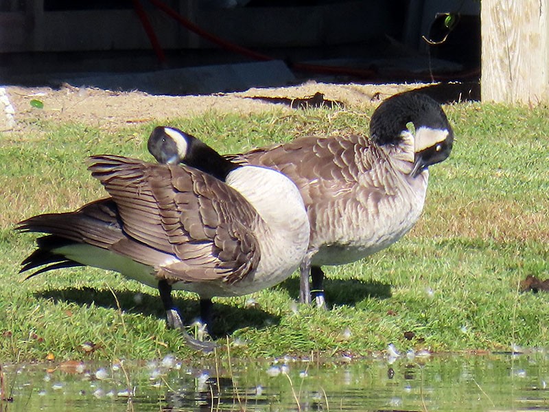 Канадская казарка - ML644656469