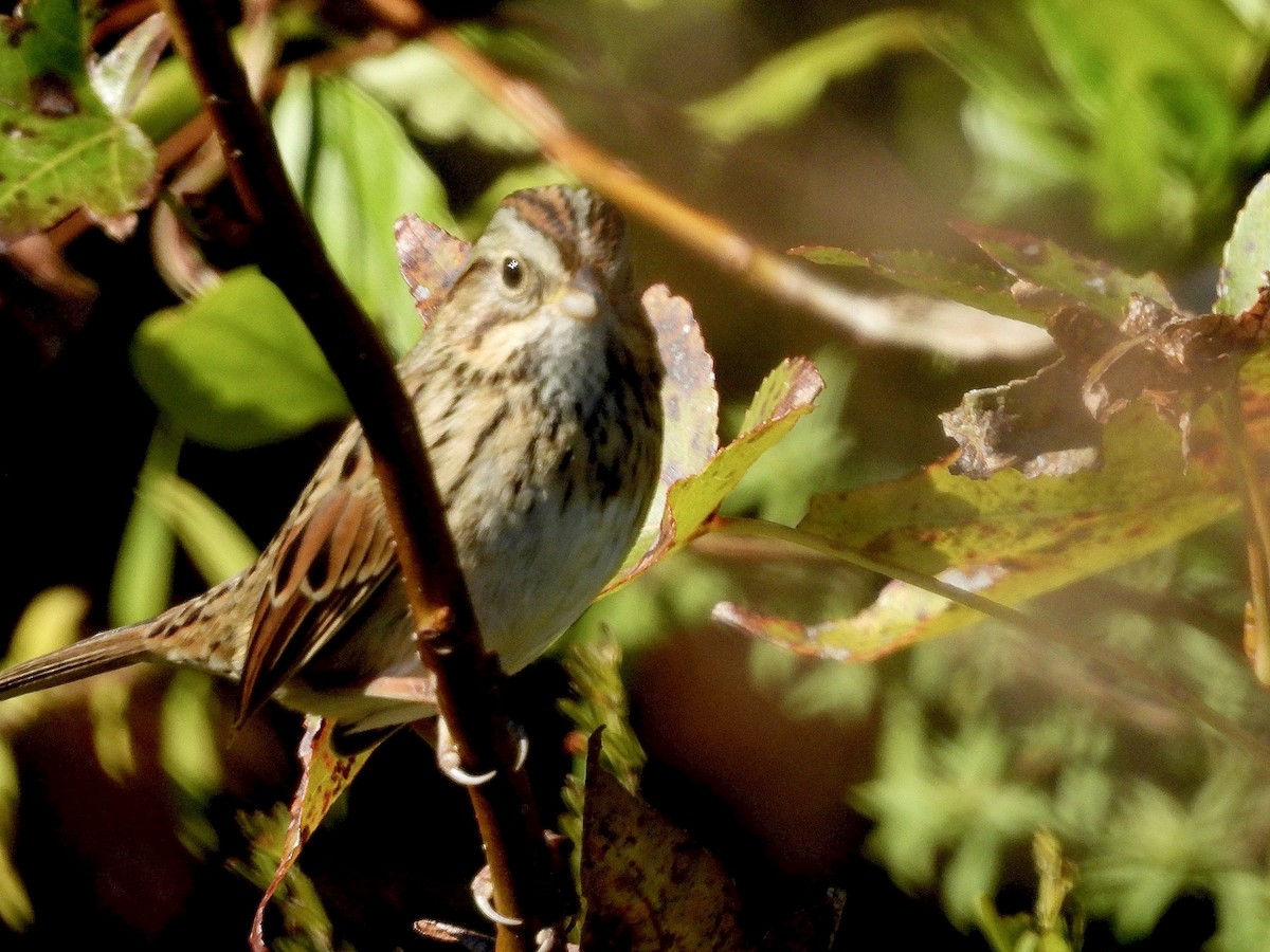 Еловая овсянка - ML644656470