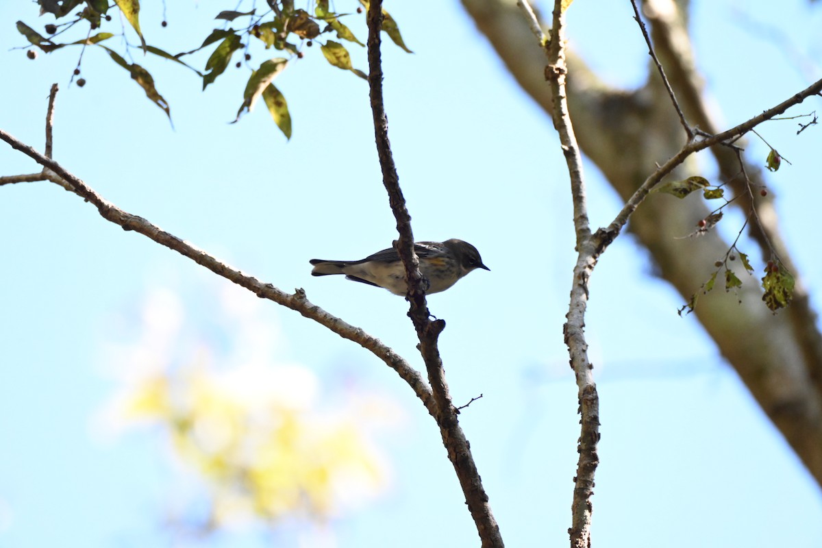 Миртовый певун - ML644656478