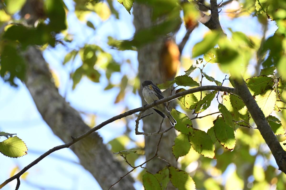 Миртовый певун - ML644656479