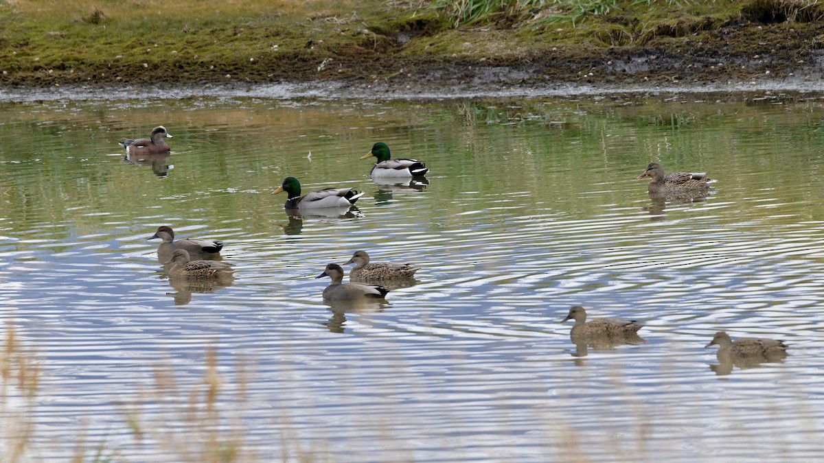 Серая утка - ML644656482