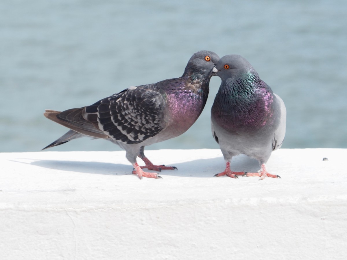 Голуб сизий (міський) - ML644656484