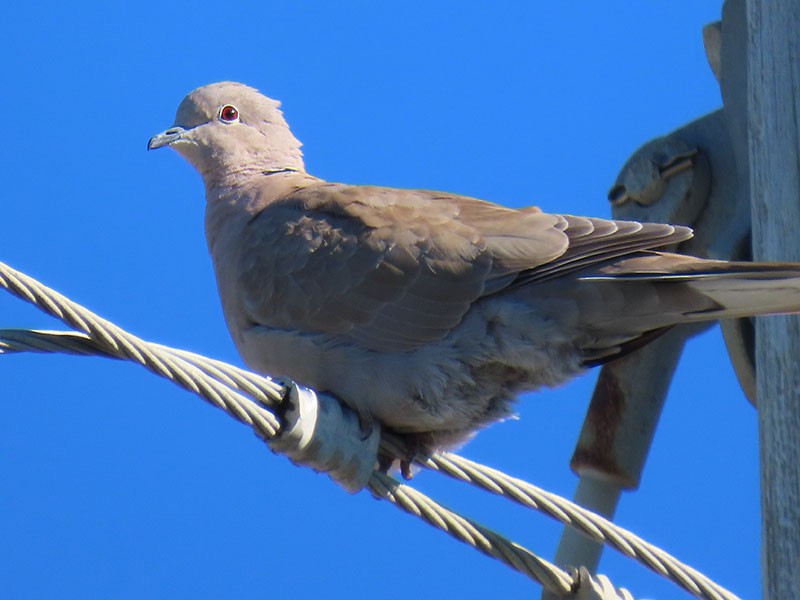 Кольчатая горлица - ML644656491