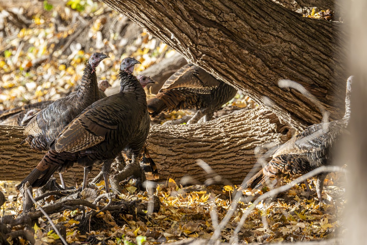 Индейка - ML644656500