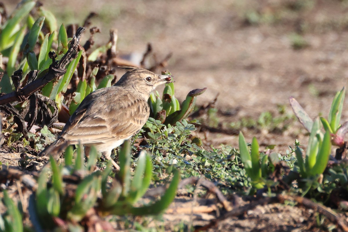 Согсоот болжмор - ML644656502
