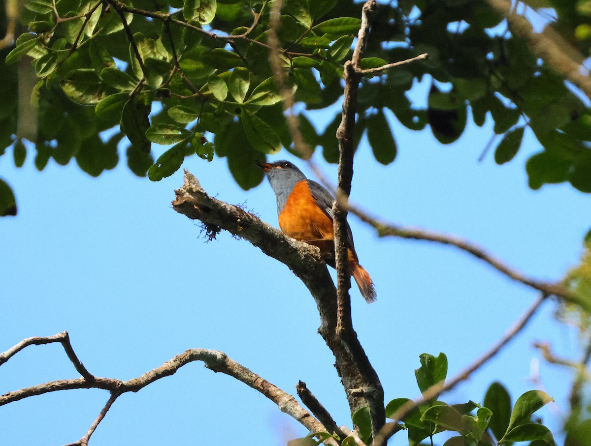 skogsteintrost (sharpei) - ML644656510