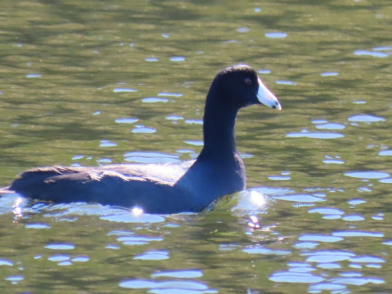 Американская лысуха (Red-shielded) - ML644656511