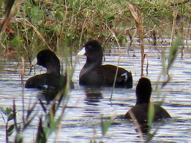 Американская лысуха (Red-shielded) - ML644656512