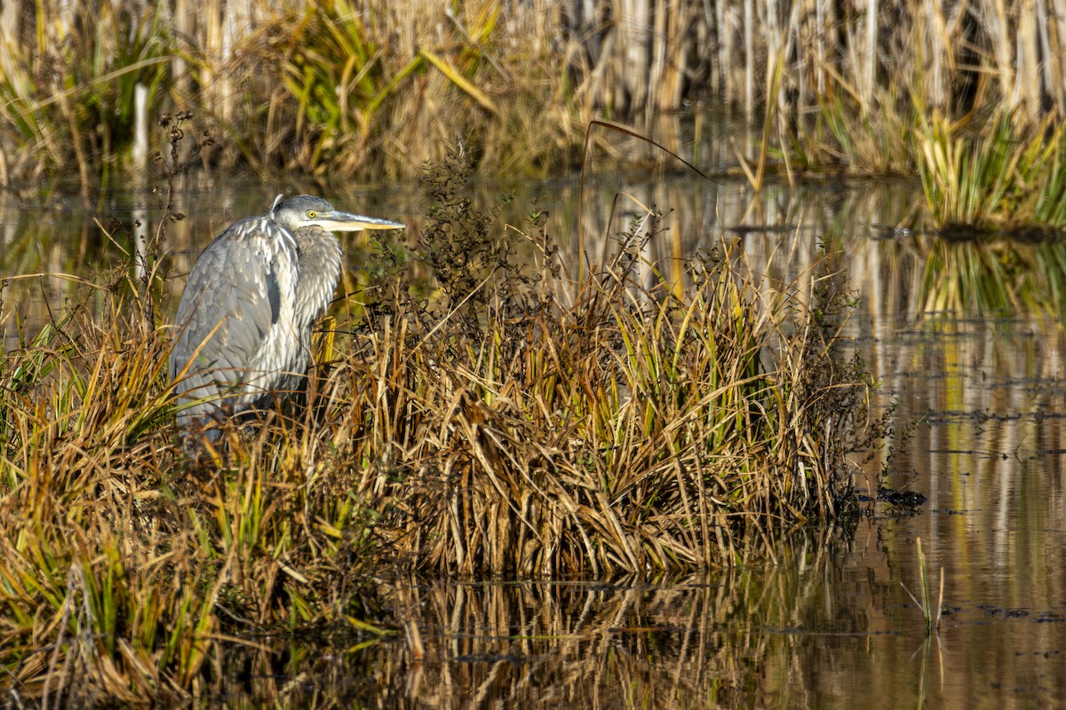 Большая голубая цапля - ML644656513