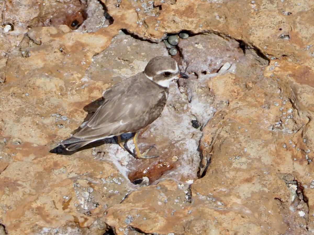 Semipalmated Plover - ML644656519