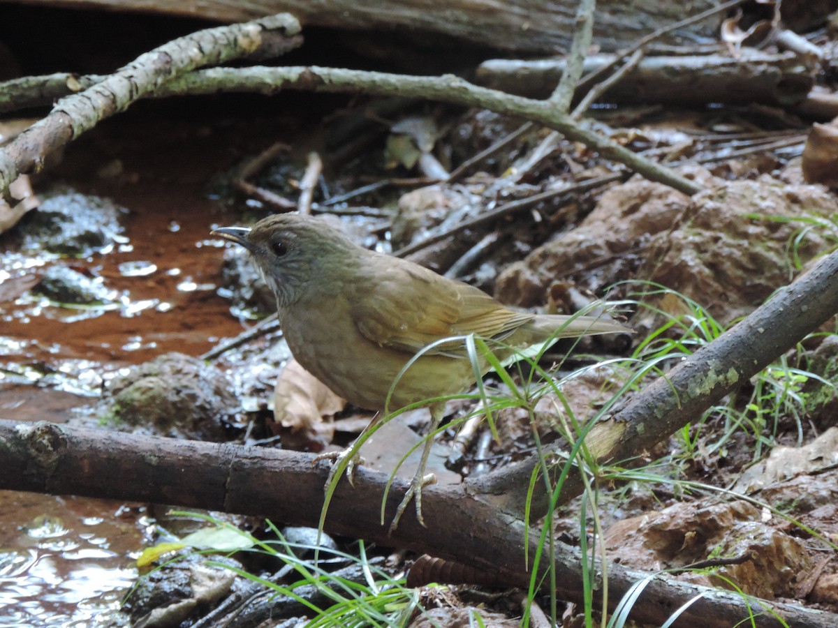 Pale-breasted Thrush - ML644656530