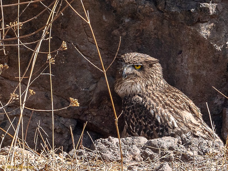 Rock Eagle-Owl - ML644656533
