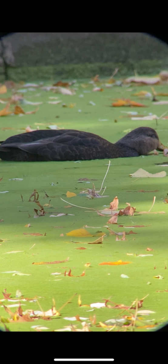 Американская кряква - ML644656534