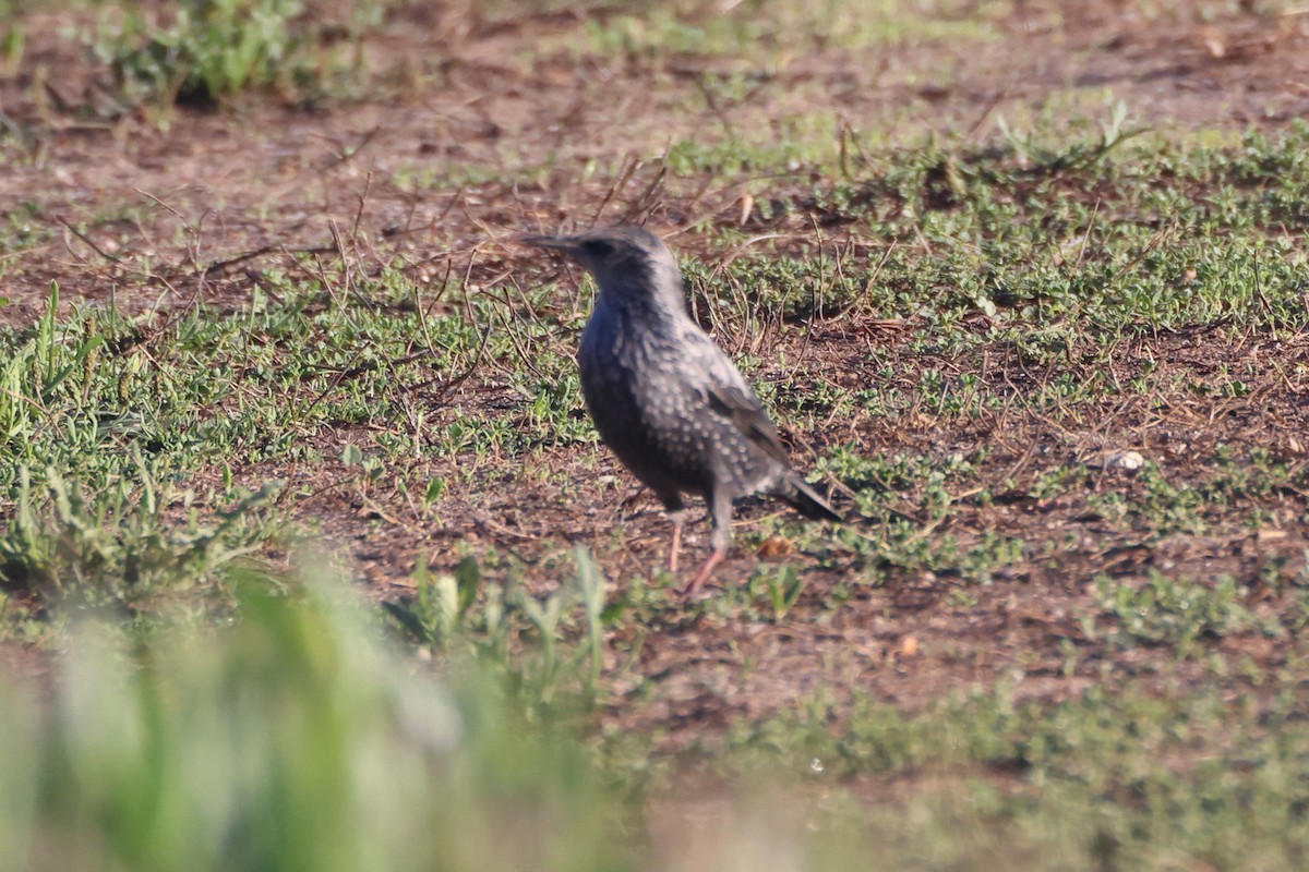 Spotless Starling - ML644656535