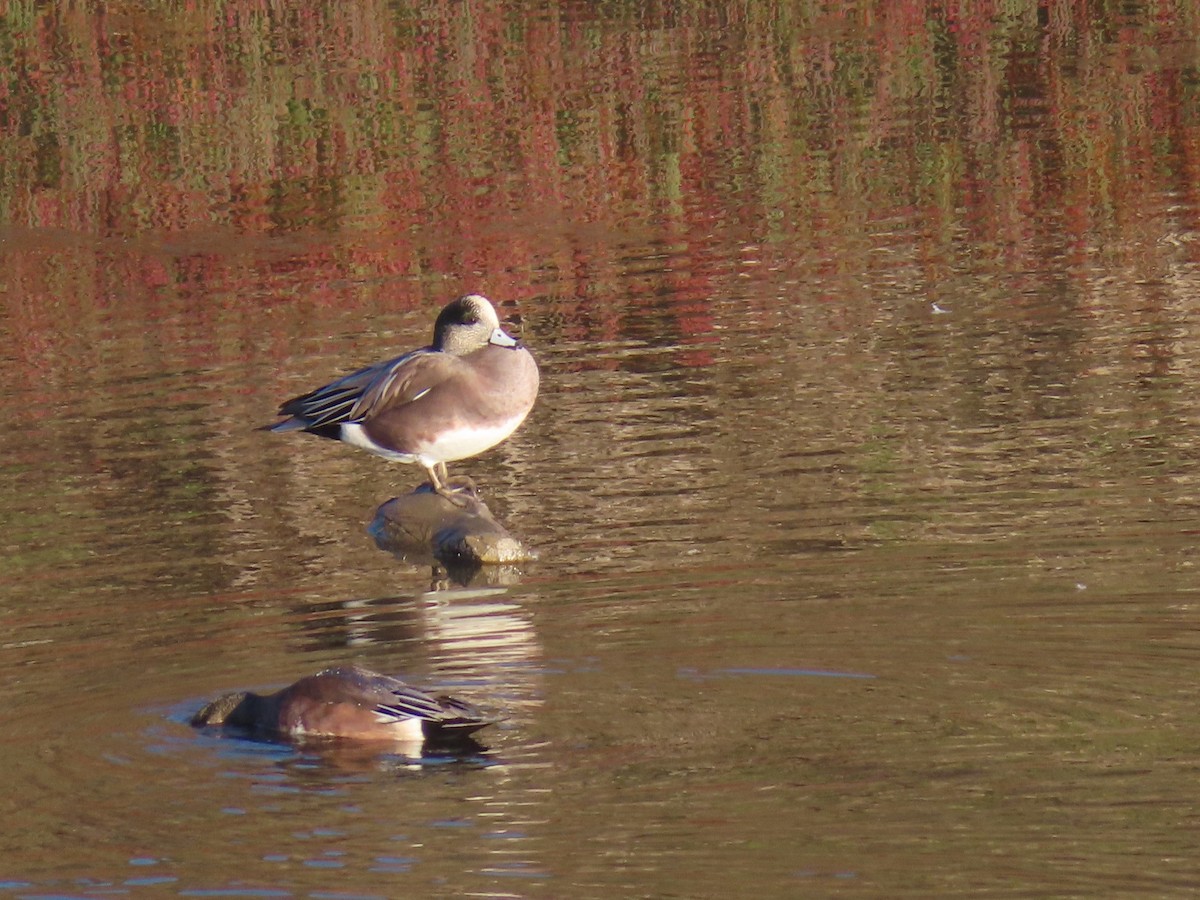 Американская свиязь - ML644656537