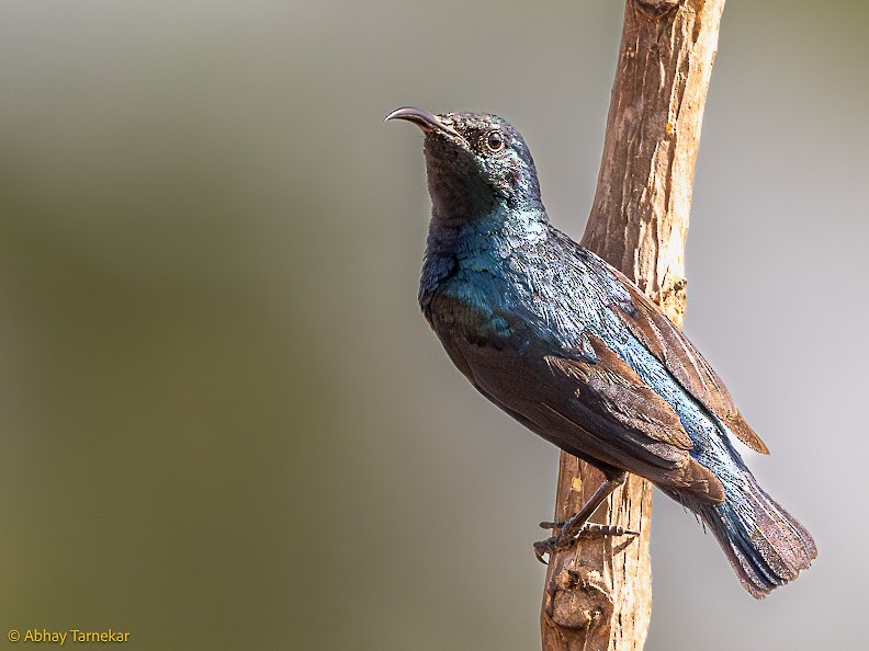 Purple Sunbird - ML644656538