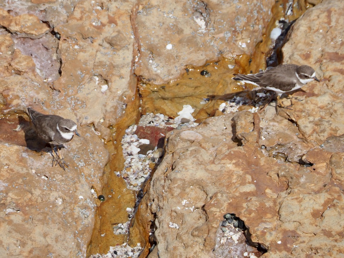 Semipalmated Plover - ML644656539