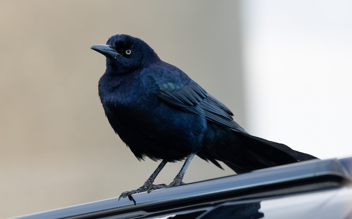 Гракл прибережний (підвид torreyi/alabamensis) - ML644656540