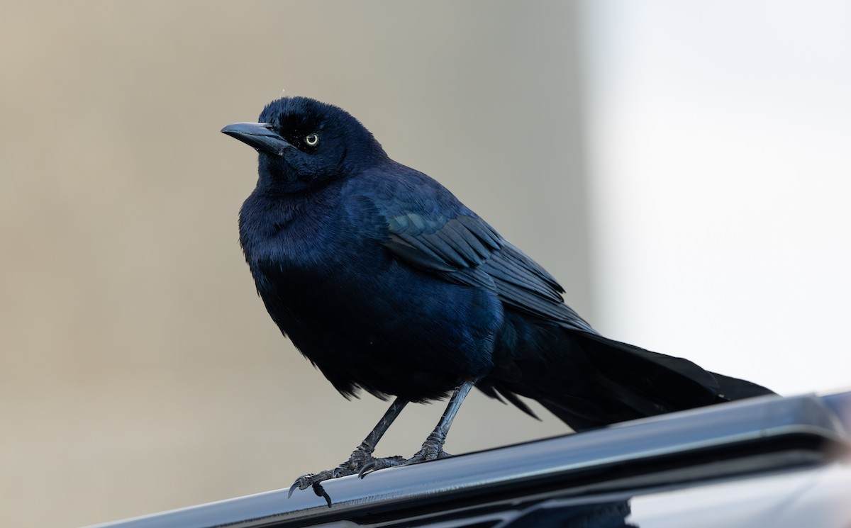 Гракл прибережний (підвид torreyi/alabamensis) - ML644656541