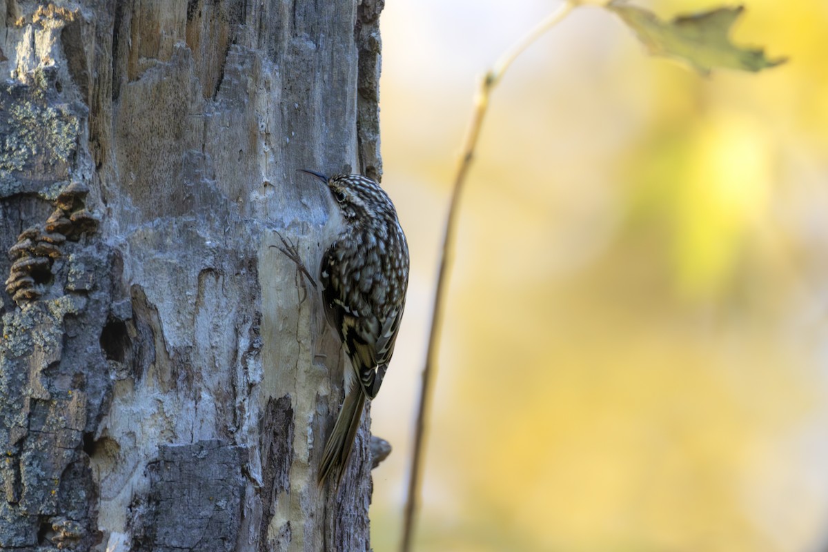 Американская пищуха - ML644656544