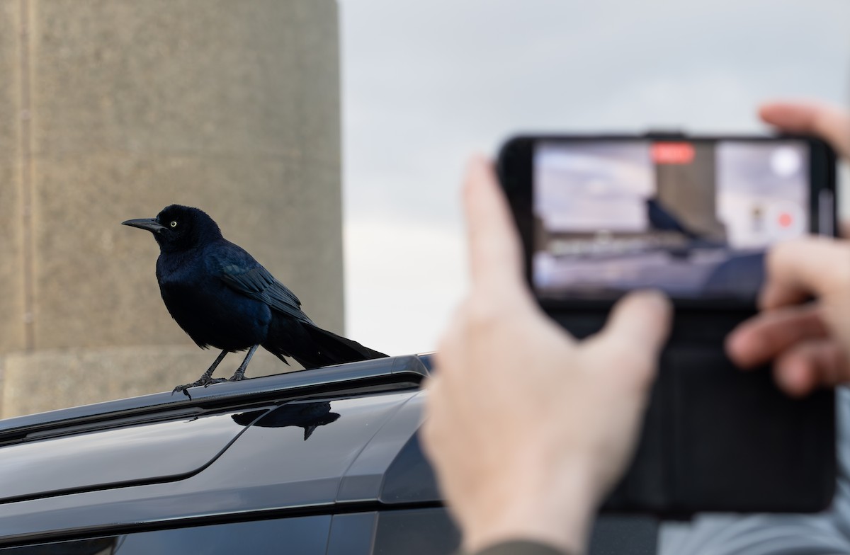 Гракл прибережний (підвид torreyi/alabamensis) - ML644656546