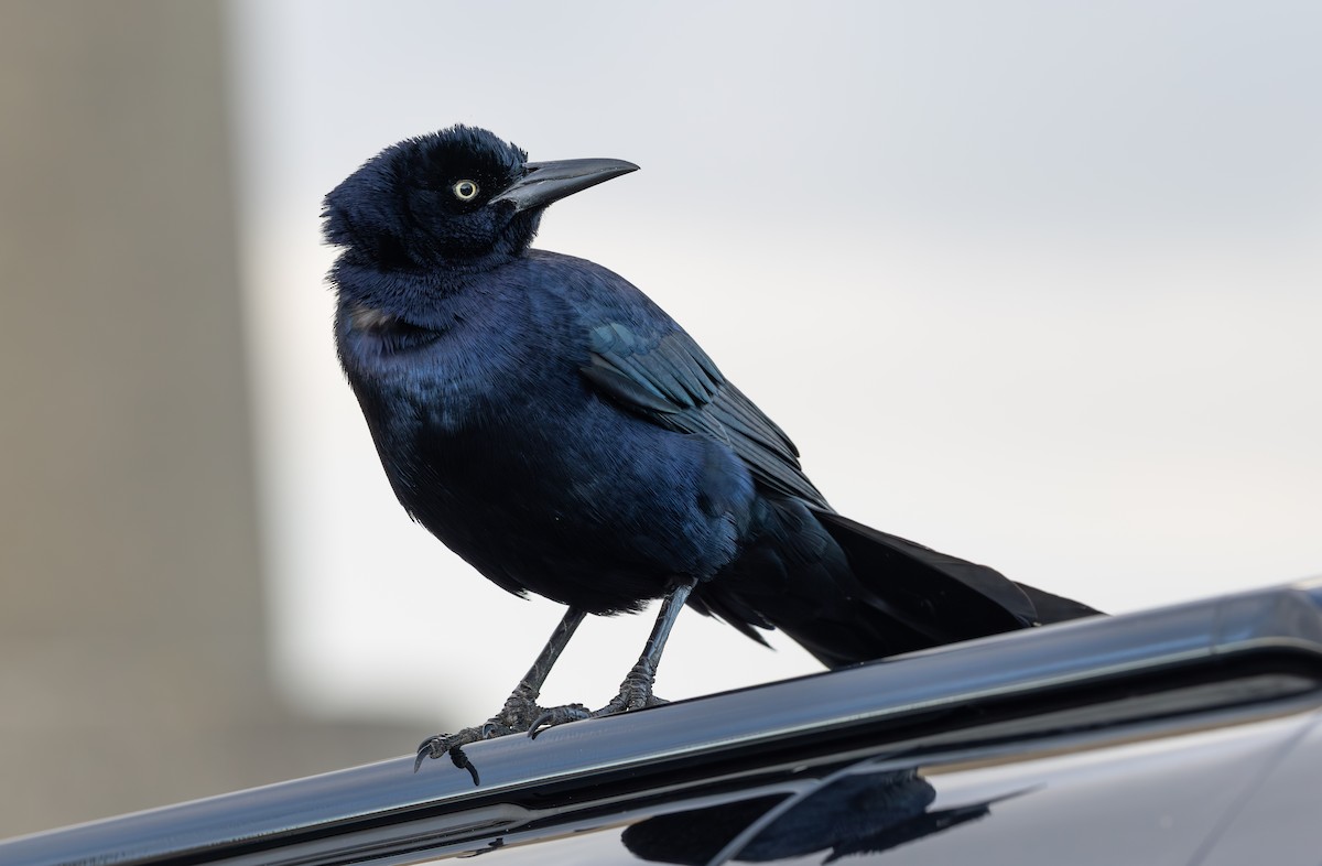 Гракл прибережний (підвид torreyi/alabamensis) - ML644656547