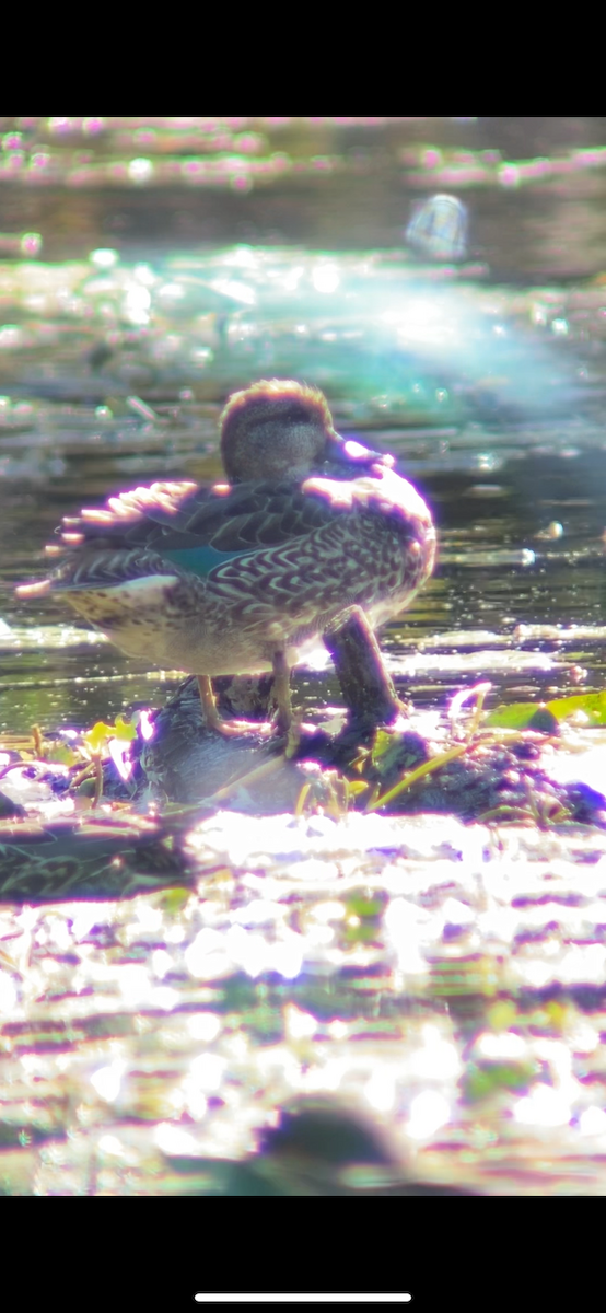 Zertzeta arrunta - ML644656548