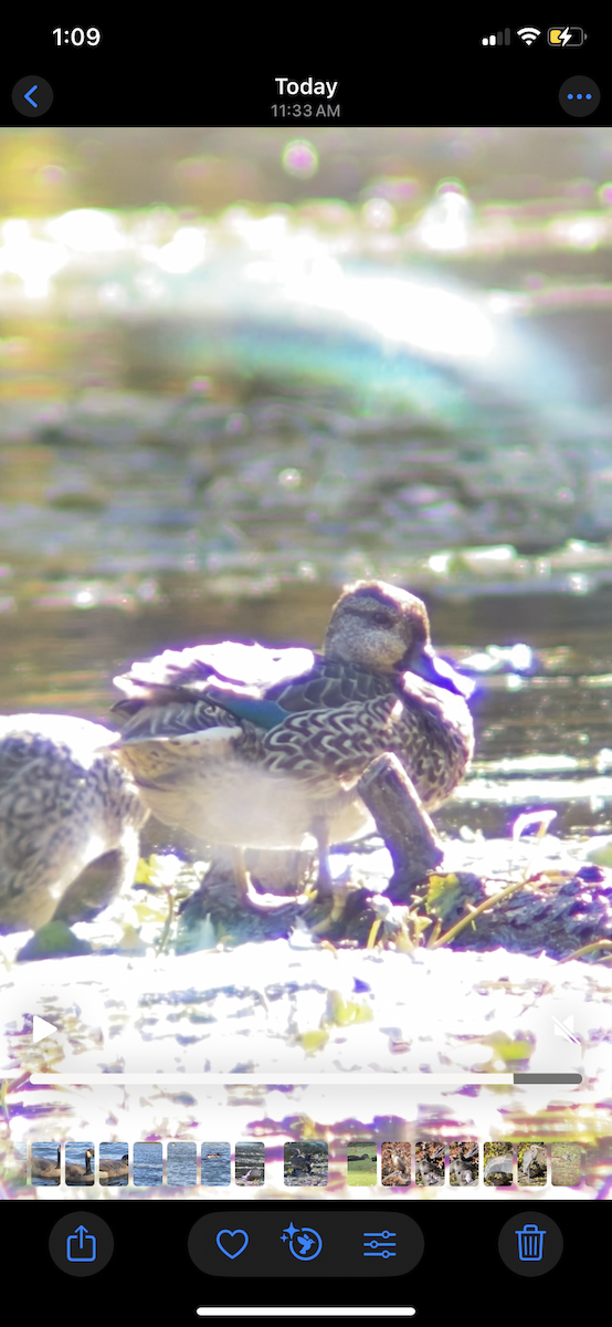 Zertzeta arrunta - ML644656551