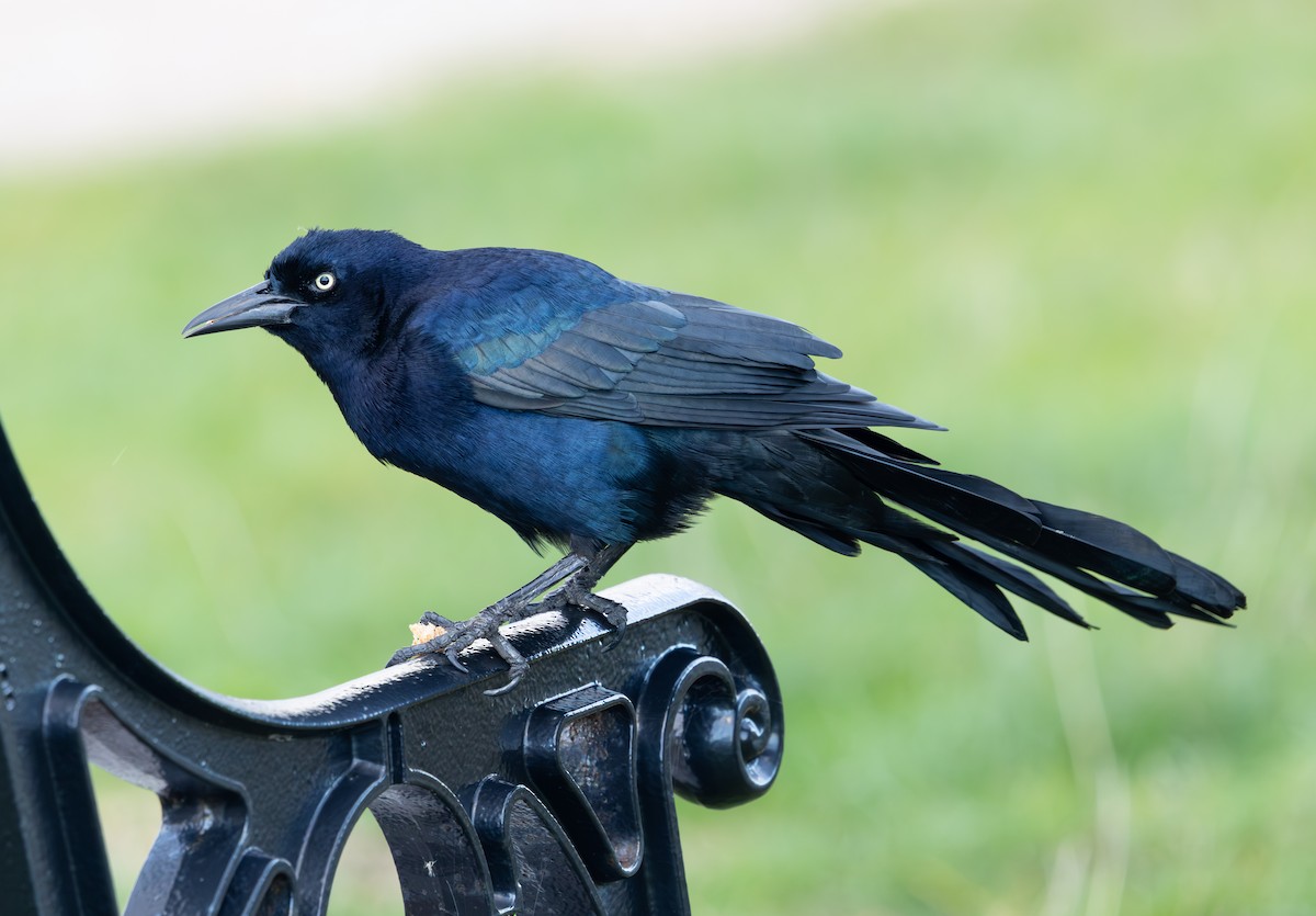 Гракл прибережний (підвид torreyi/alabamensis) - ML644656553
