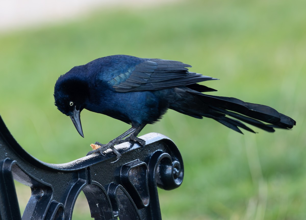 Гракл прибережний (підвид torreyi/alabamensis) - ML644656554
