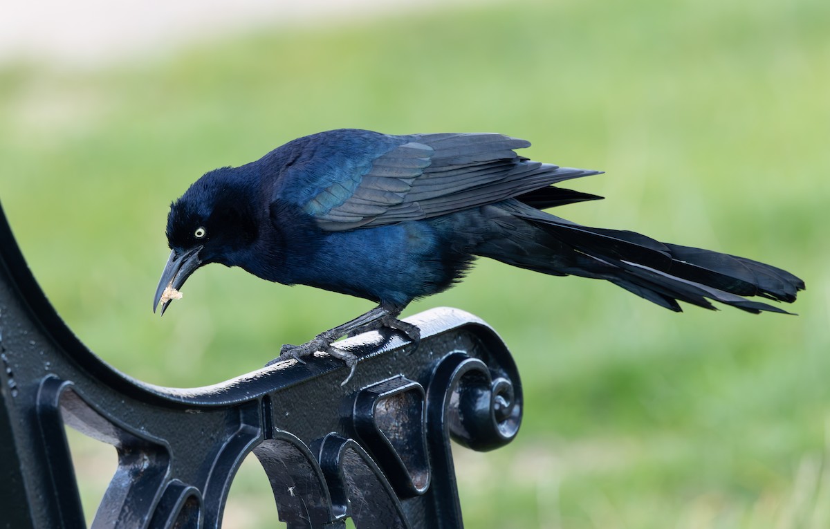 Гракл прибережний (підвид torreyi/alabamensis) - ML644656555