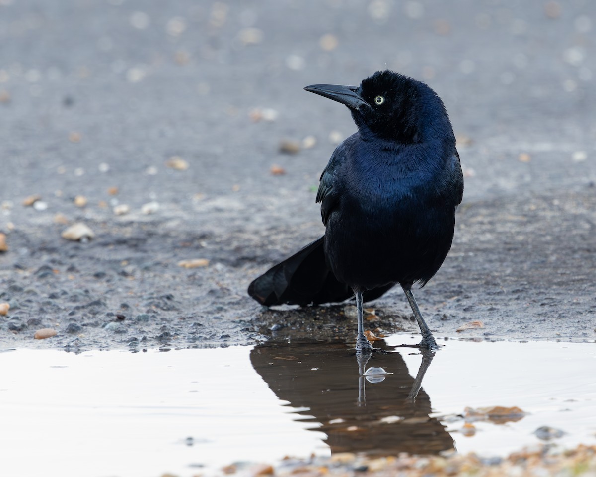 Гракл прибережний (підвид torreyi/alabamensis) - ML644656558