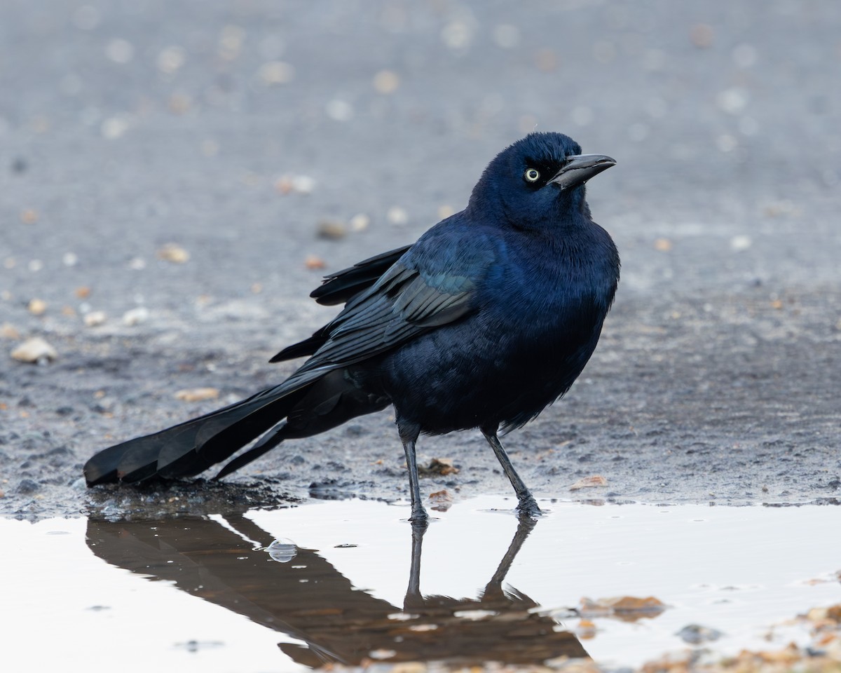 Гракл прибережний (підвид torreyi/alabamensis) - ML644656559