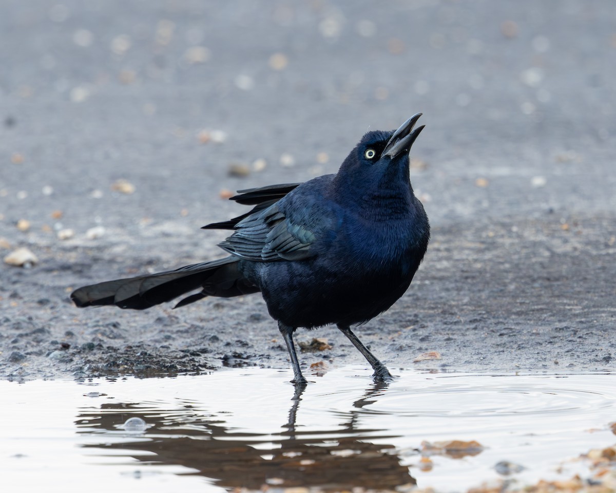 Гракл прибережний (підвид torreyi/alabamensis) - ML644656560