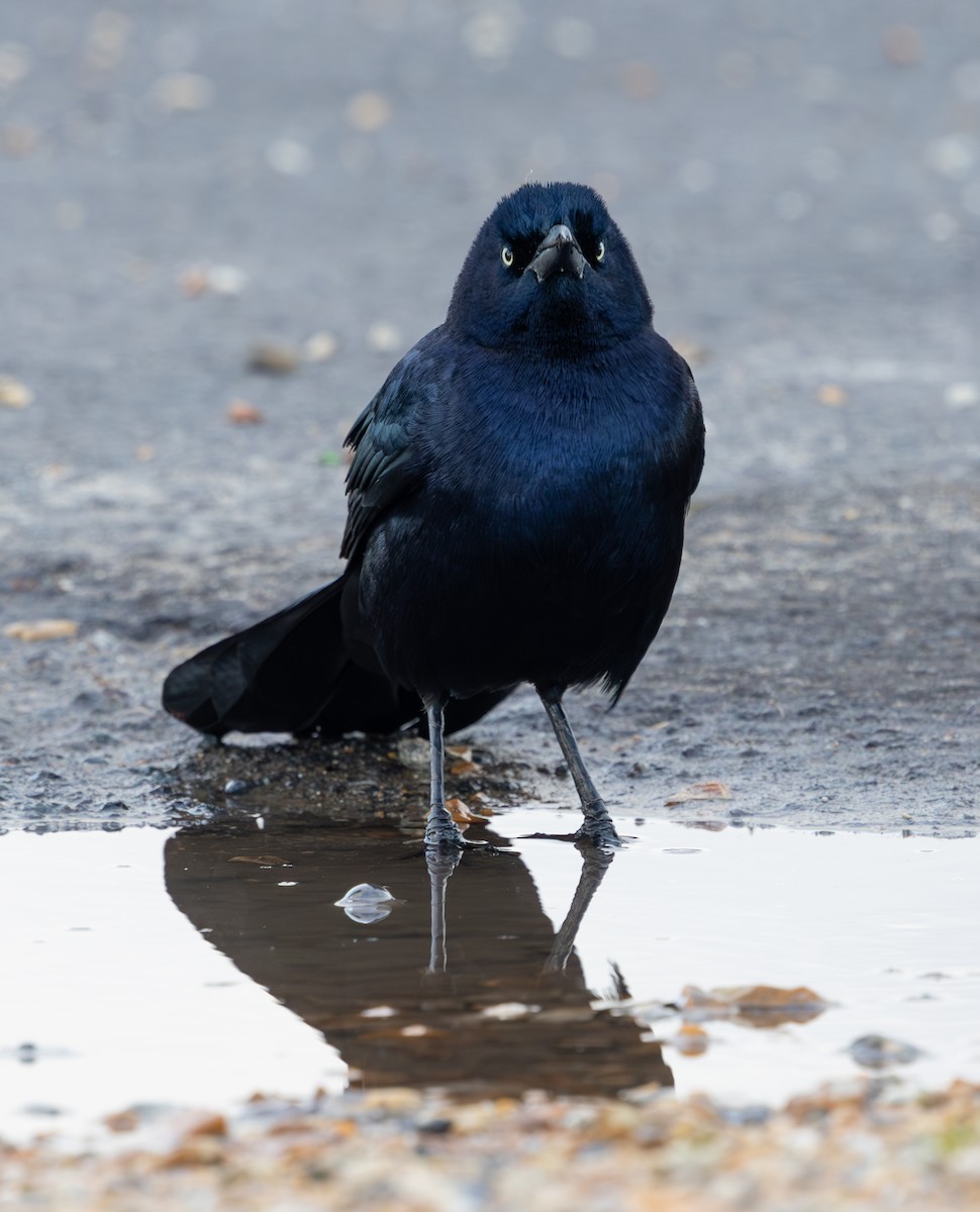 Гракл прибережний (підвид torreyi/alabamensis) - ML644656561