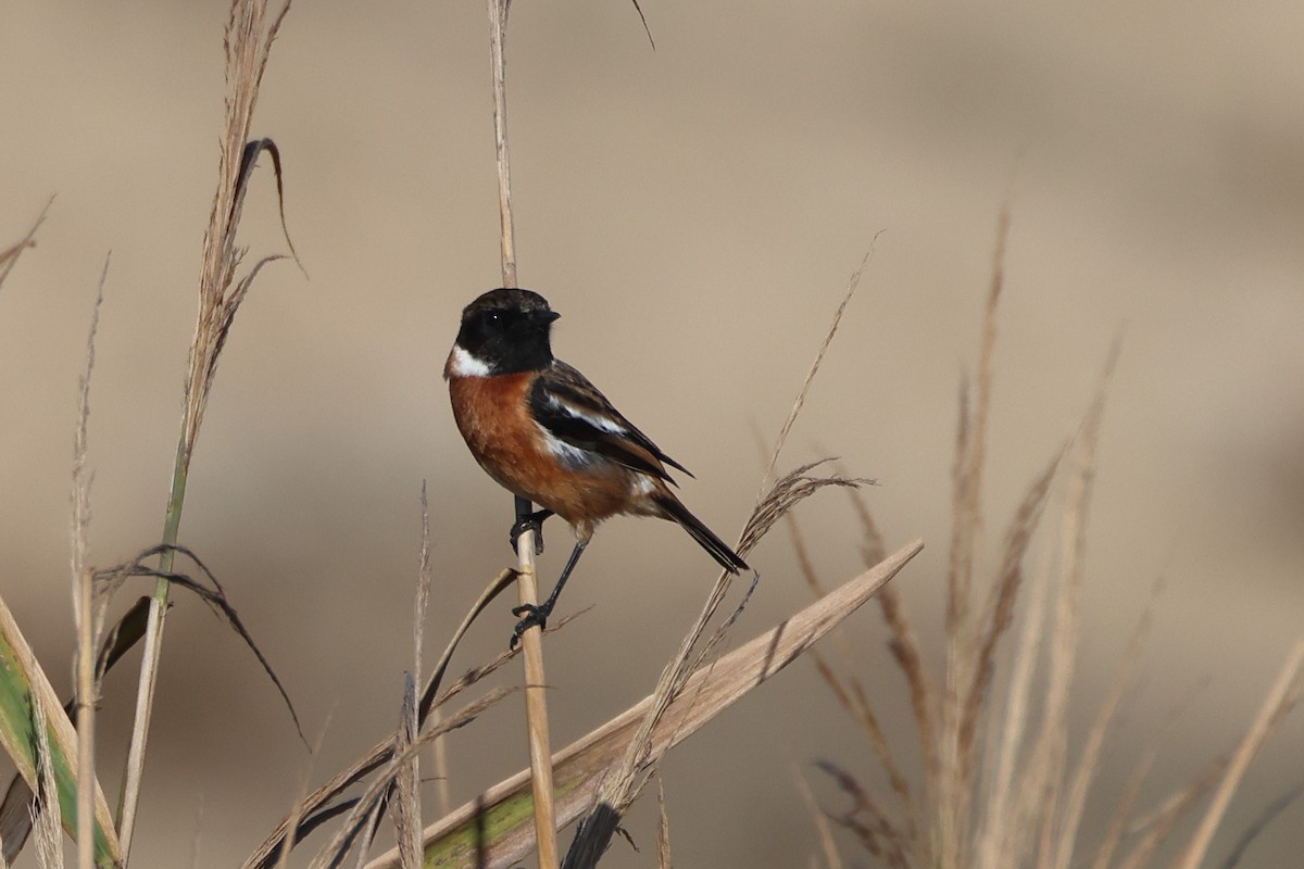 Трав'янка чорноголова - ML644656563