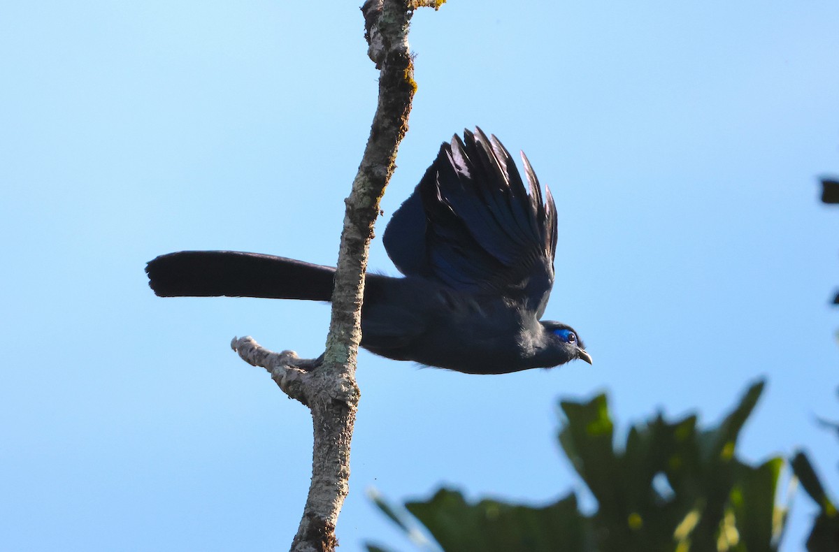 Коуа синій - ML644656564