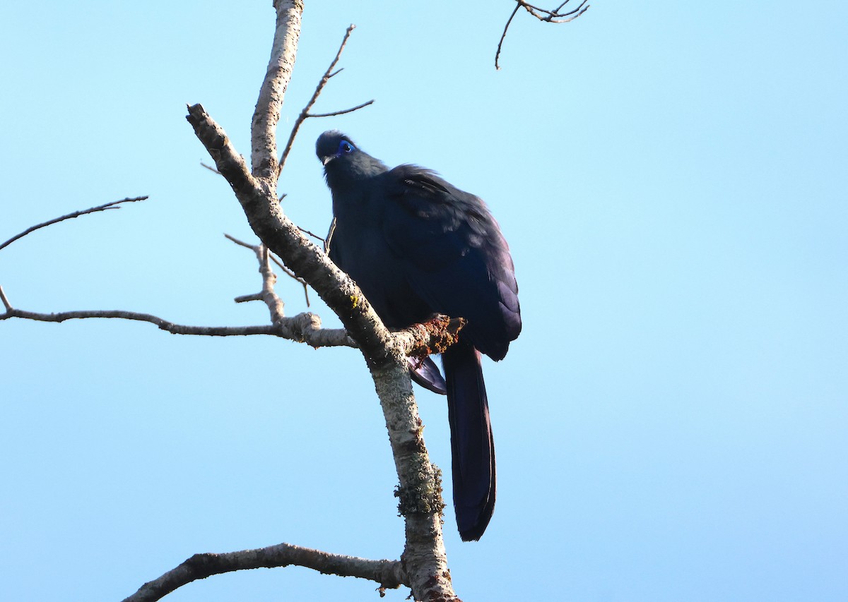 Коуа синій - ML644656565