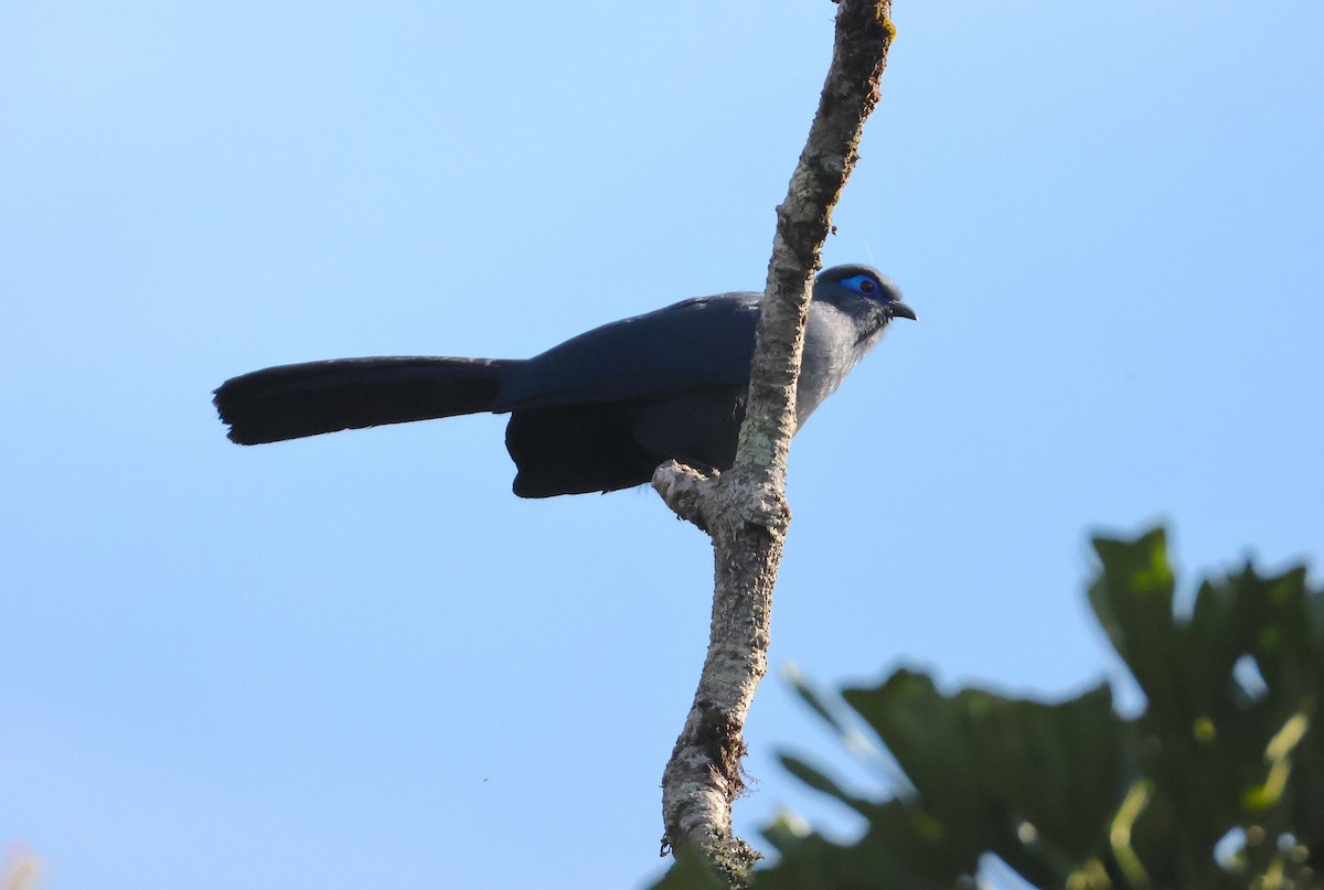 Коуа синій - ML644656566