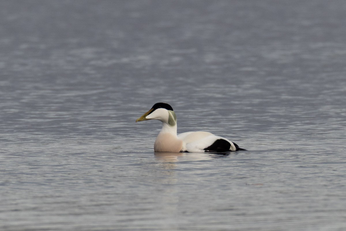 ærfugl - ML644656568