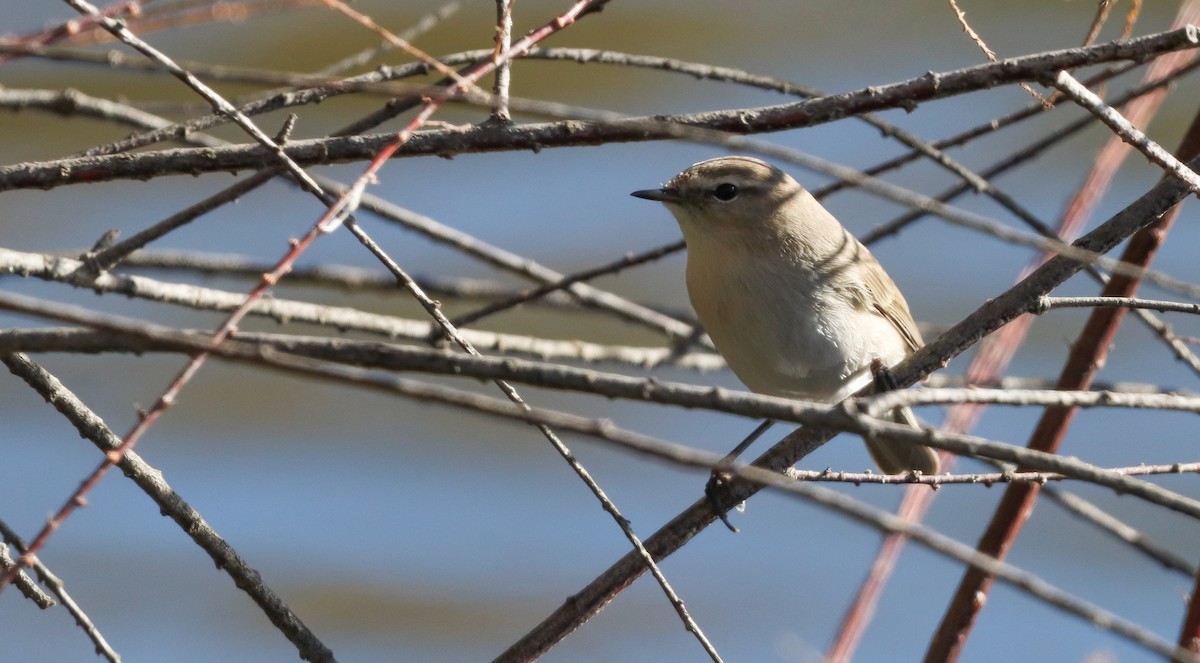Mosquitero Común (Siberiano) - ML644656570