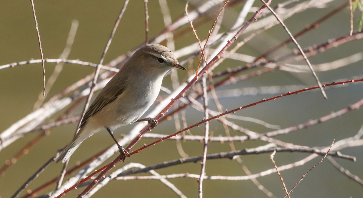 Mosquitero Común (Siberiano) - ML644656573
