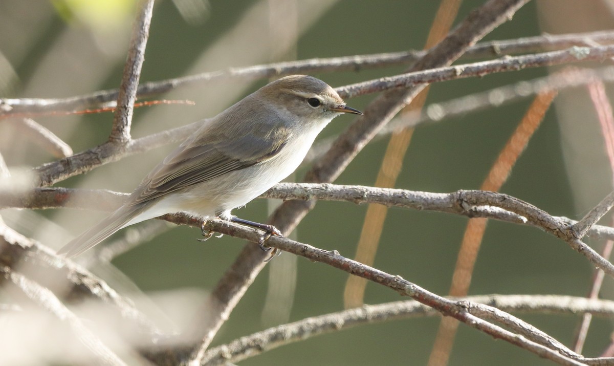 Mosquitero Común (Siberiano) - ML644656574