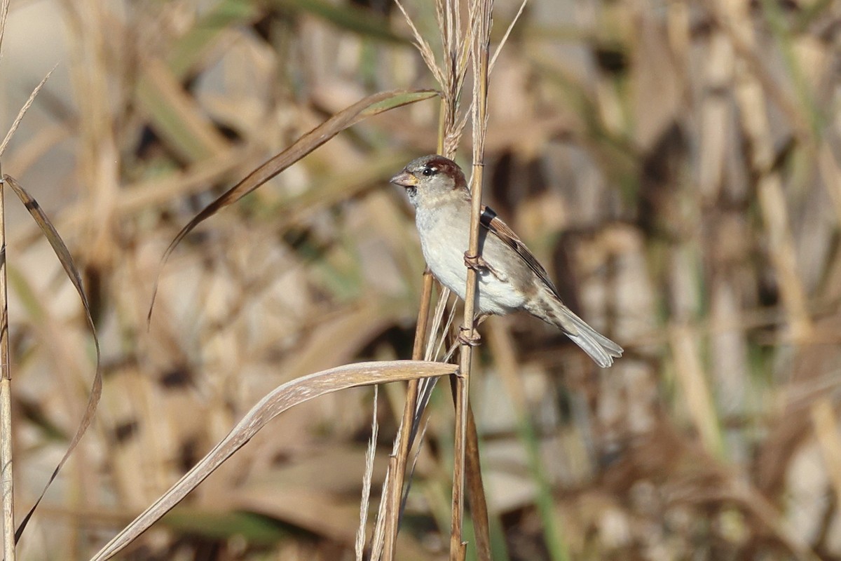 Оронгийн бор шувуу - ML644656581