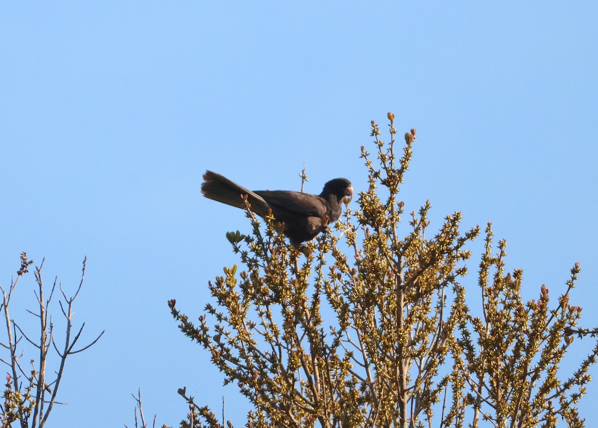 Папужець-ваза малий - ML644656582